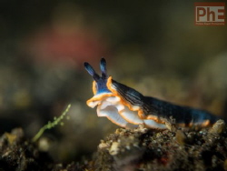 The last straw... Dermatobranchus sp. 12, NSSI
taken nea... by Philippe Eggert 